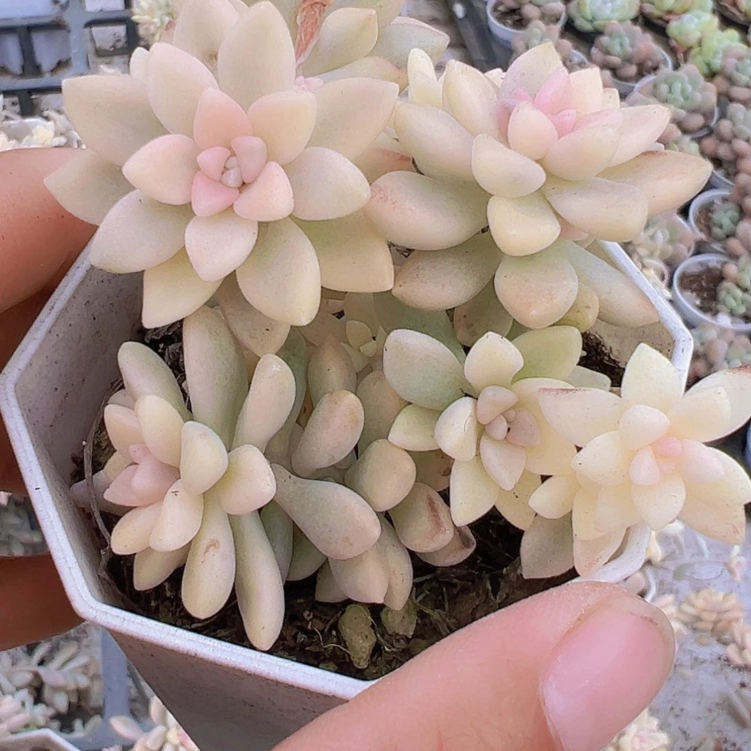 秋丽锦2颗无售后19包邮