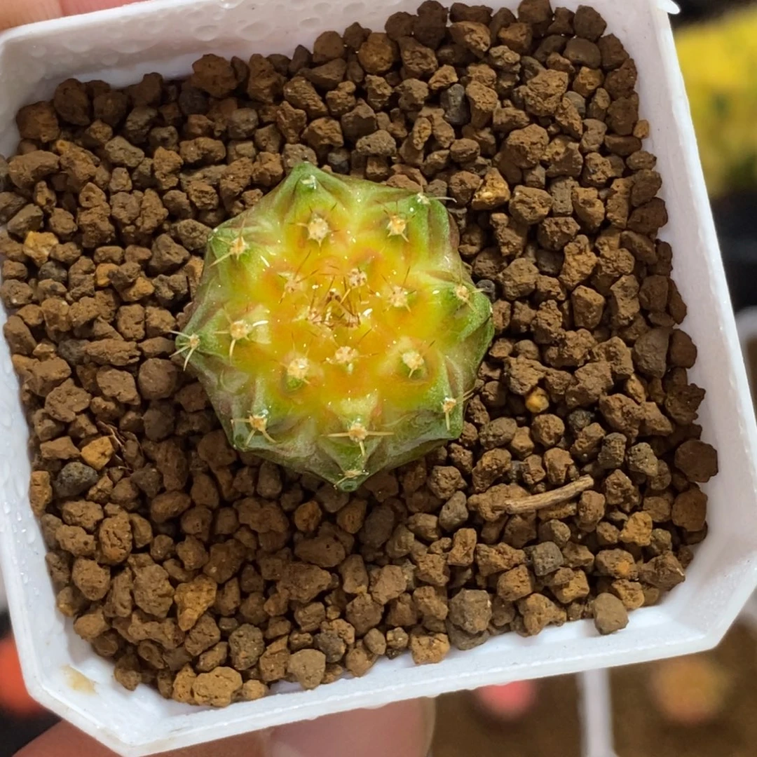 轮回—带盆土发货25