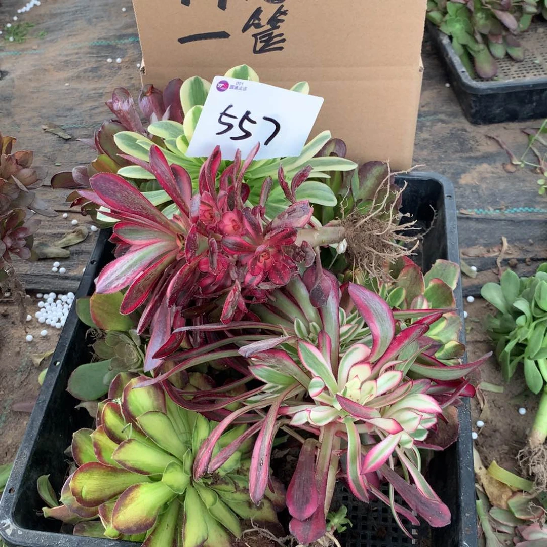 557多肉植物盆栽花卉