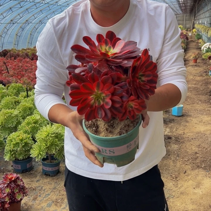 26.8美杜莎一棵包邮