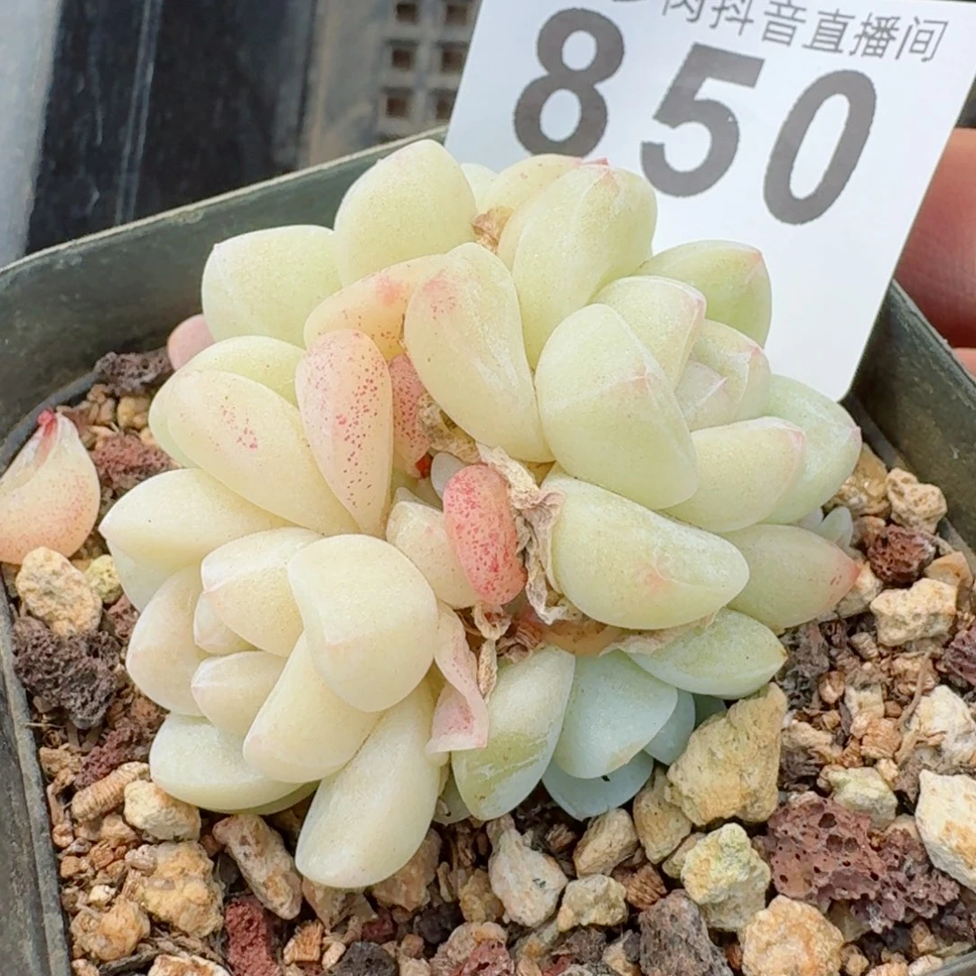 开播福利         精品多肉