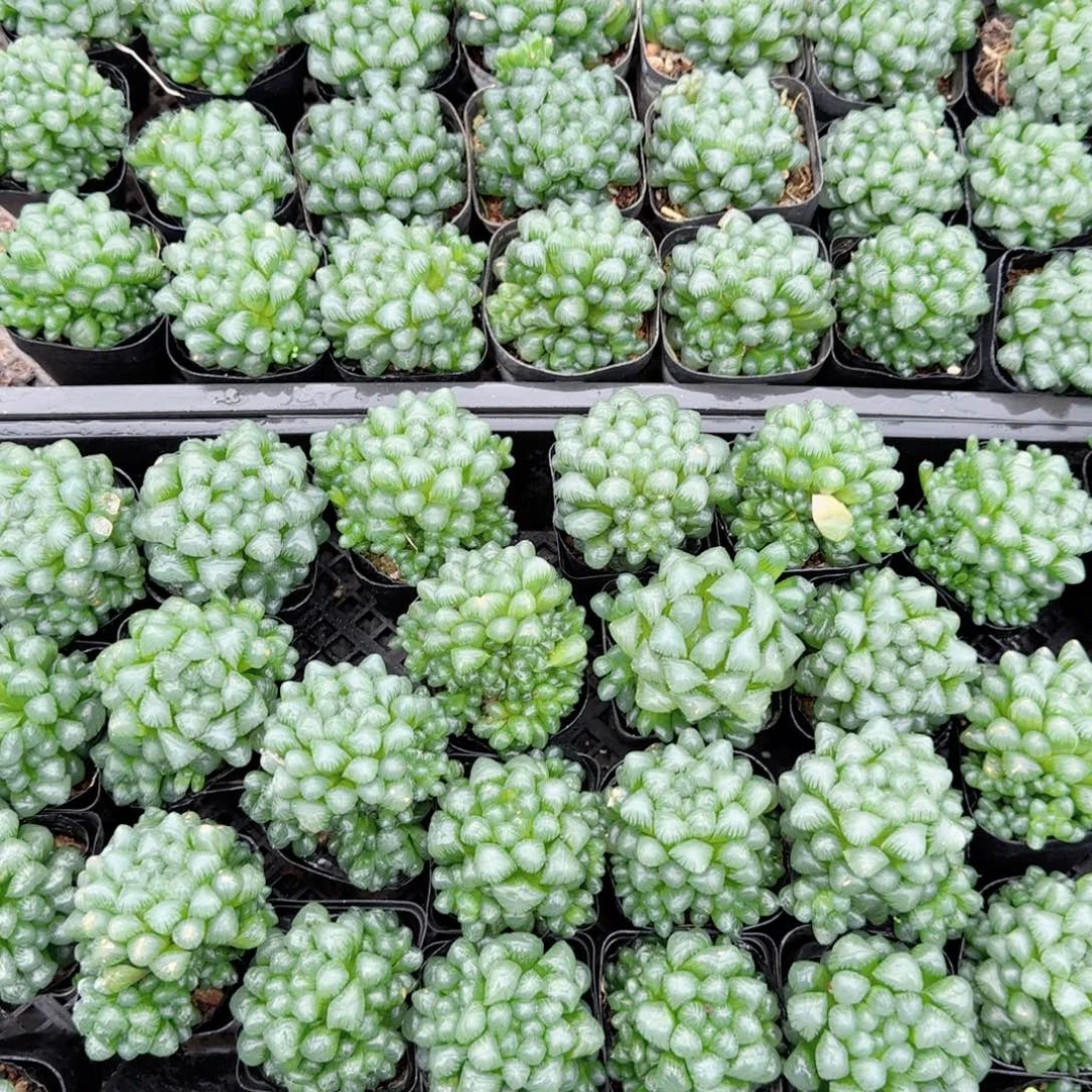 孙氏玉露多肉植物一颗