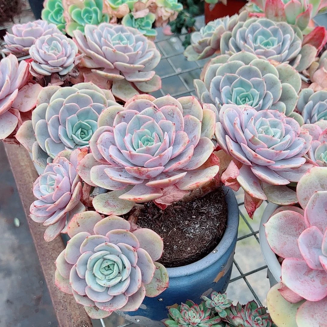 蓝色苍鹭多头群生老桩