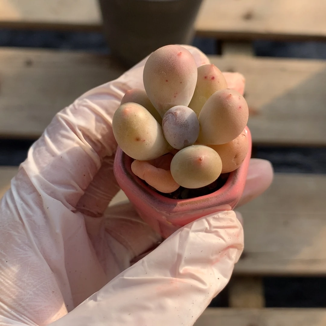 带盆带土米可奶酪3.5cm