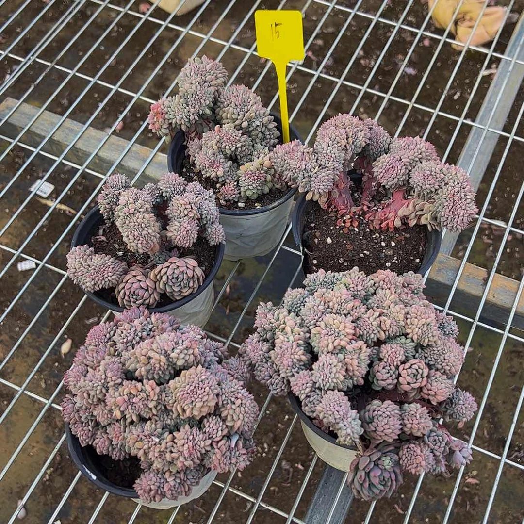 莱恩小精灵缀化多肉