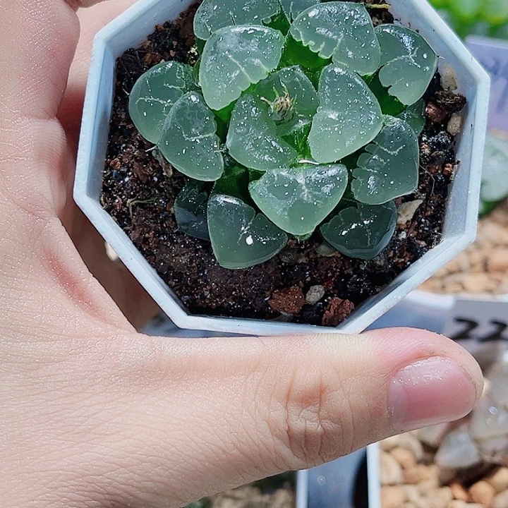 姬翠寿精品十二卷