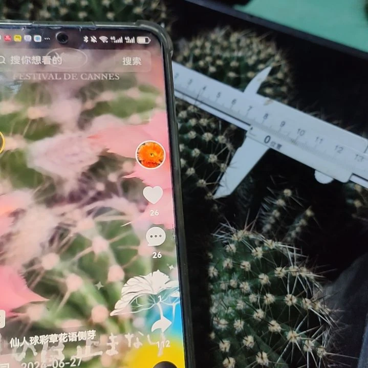 仙人球彩草花语侧芽6-7公分