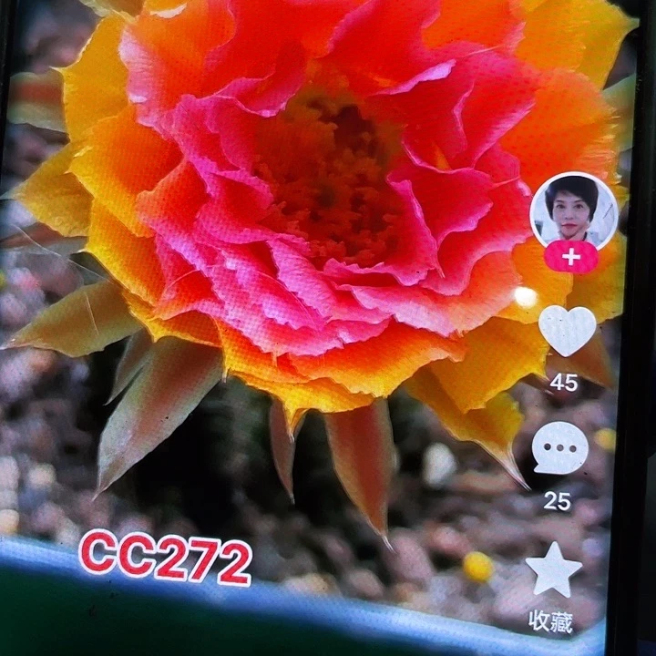 Cc272侧芽歪4公分满18包邮