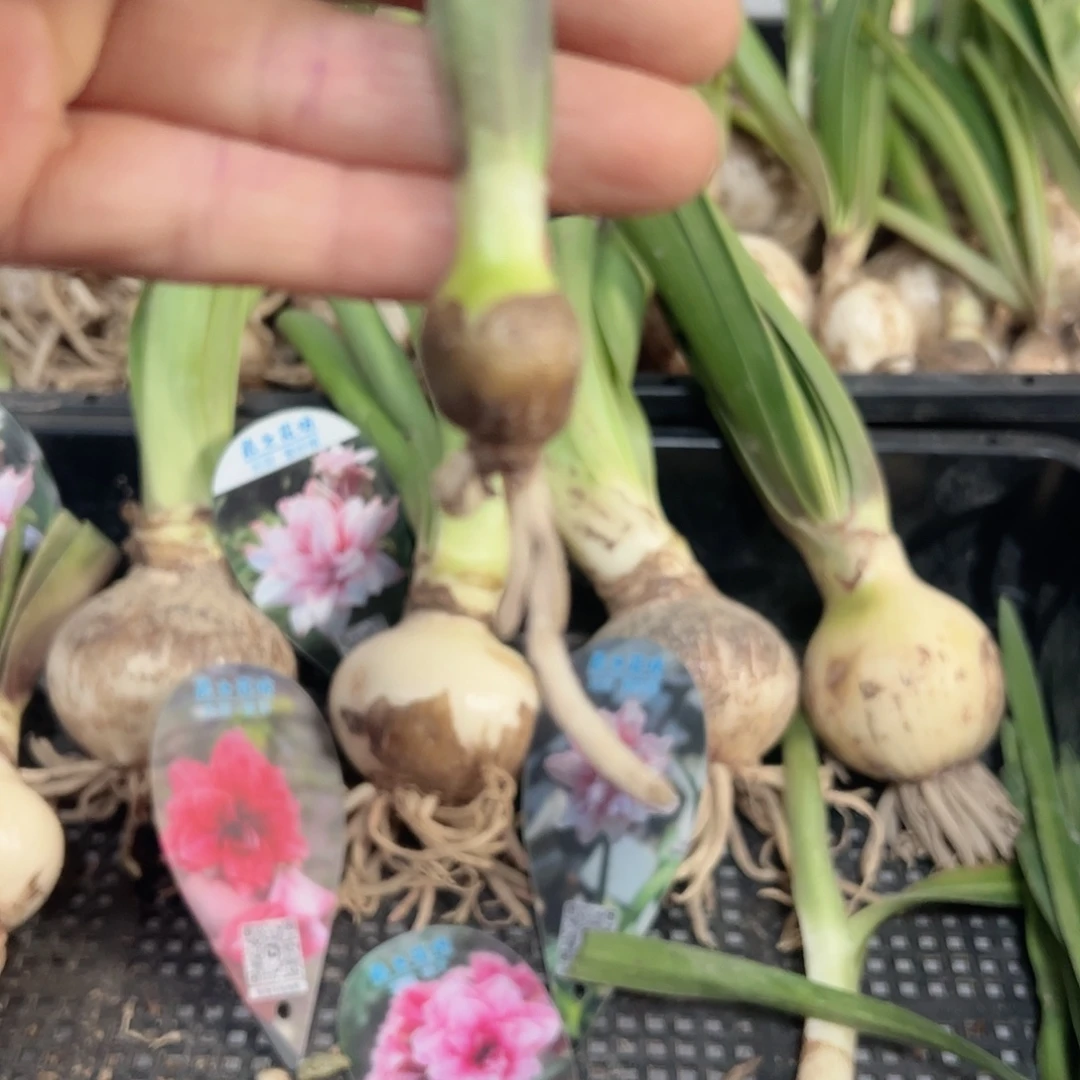 完全开放光羽紫纱裙1.4厘米，包对版不包后期养护。