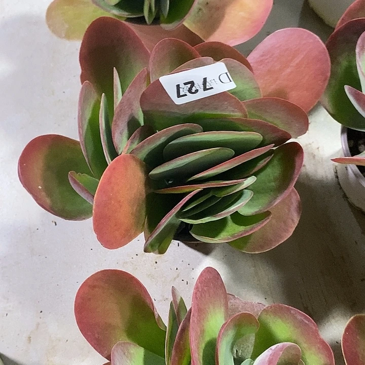 遇****727唐印多肉植物多肉