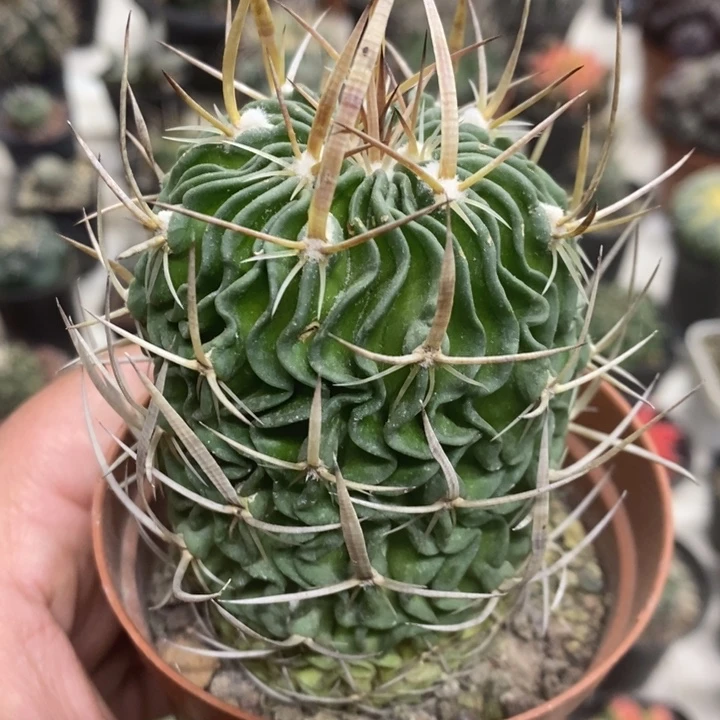 实生振武玉特价福利