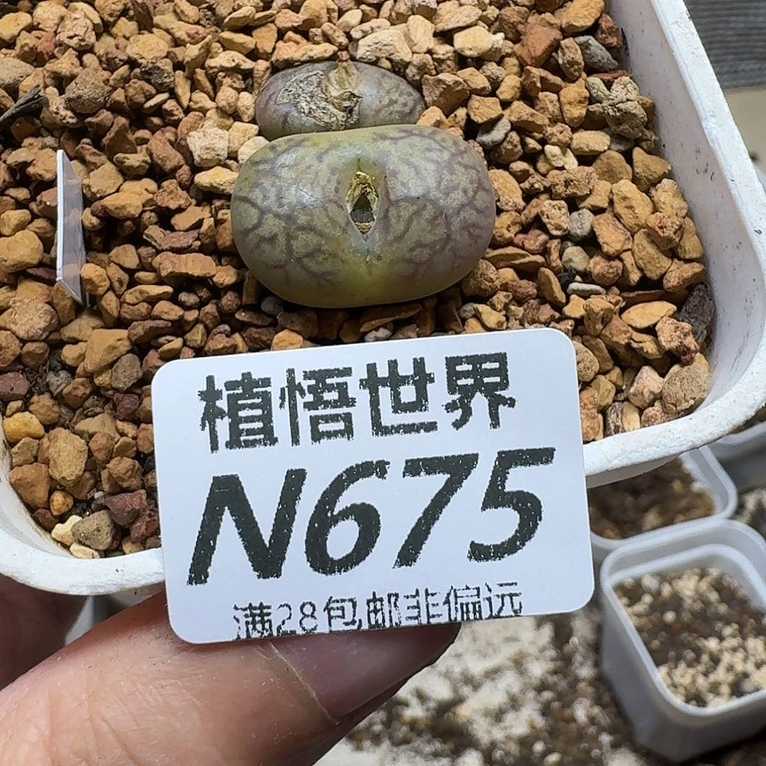 多肉植物的润泽ggh