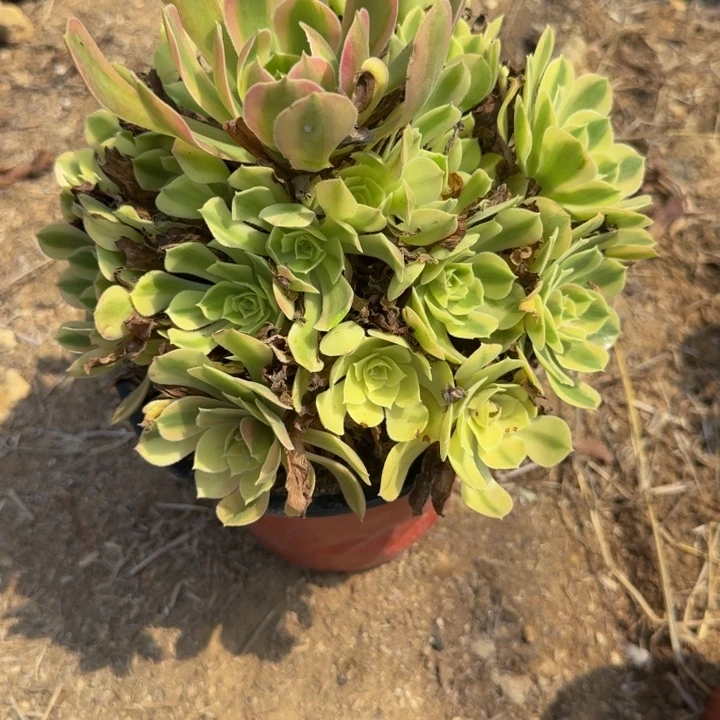 609红袖。多肉植物