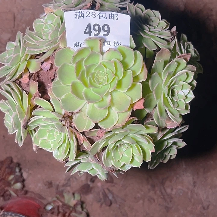 499万花筒多肉植物