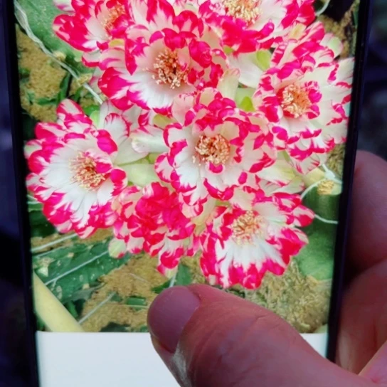 下42丽花美花10歪无根侧芽3公分左右20包邮