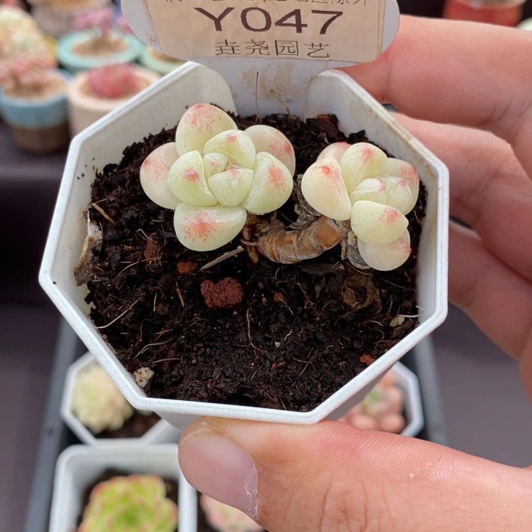 0047 冰玉双头 4.5cm