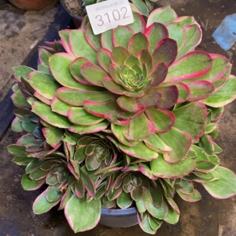 粉花妖多肉植物3102