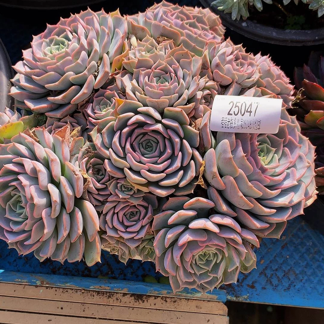 清***音海林娜25047多肉多肉