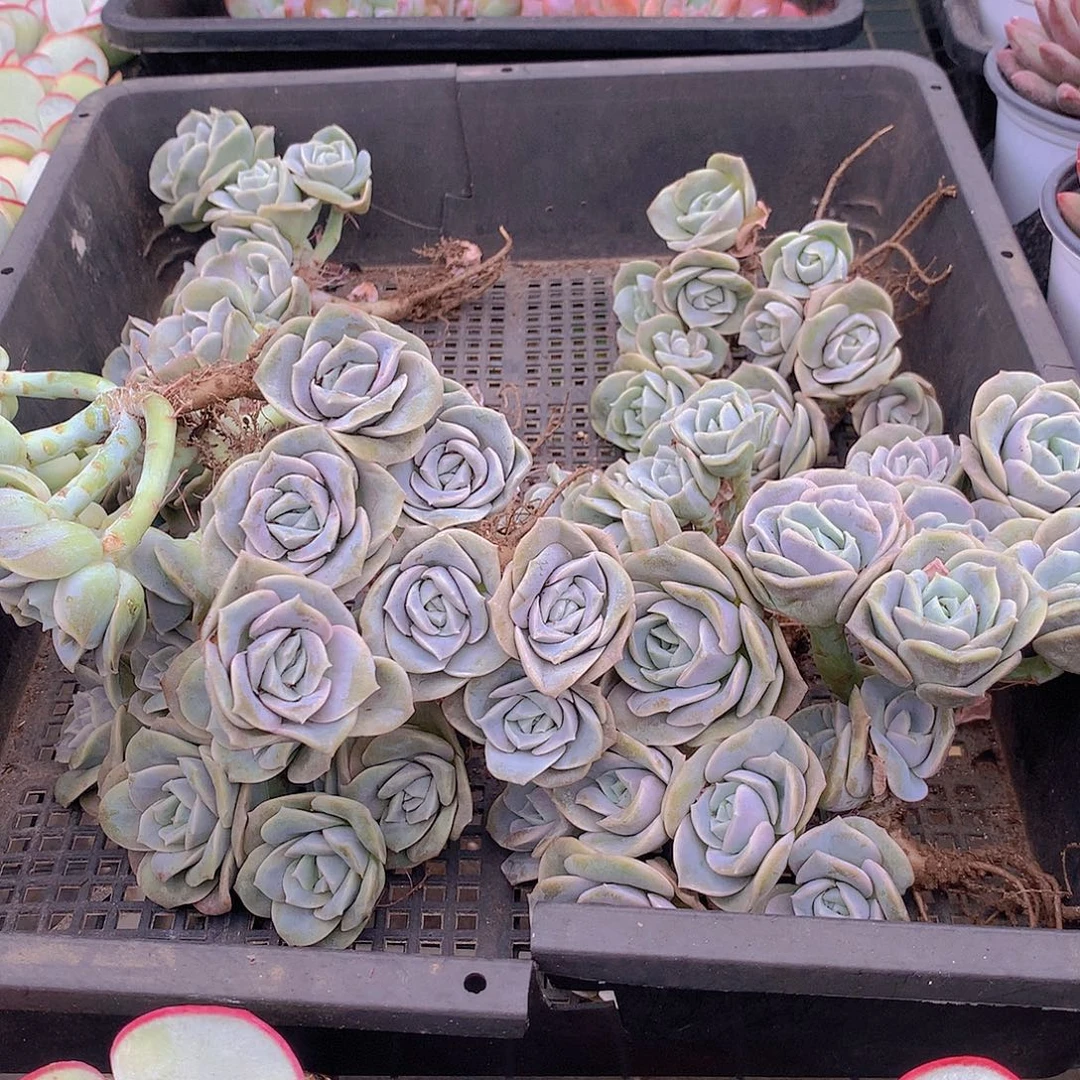 可爱玫瑰群25678999000000