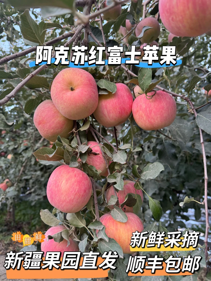 新疆阿克苏红富士苹果新鲜采摘应季水果果园直发包邮到家