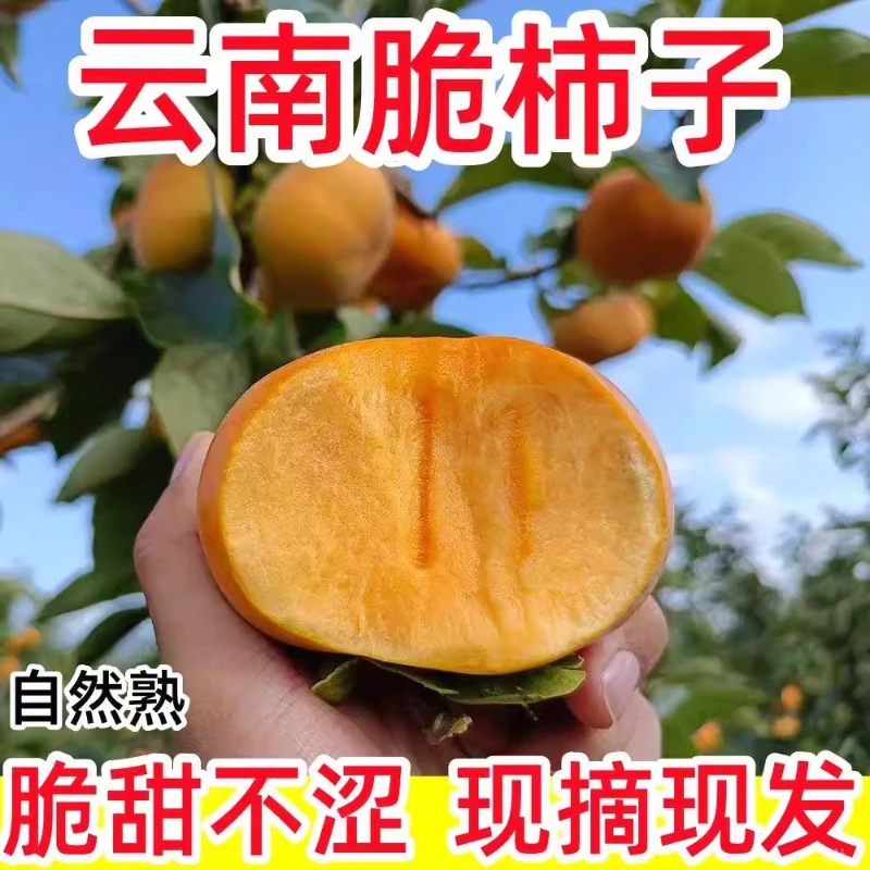 【严选品质】云南糖心巧克力脆柿秋季孕妇新鲜水果甜脆多汁火晶柿子