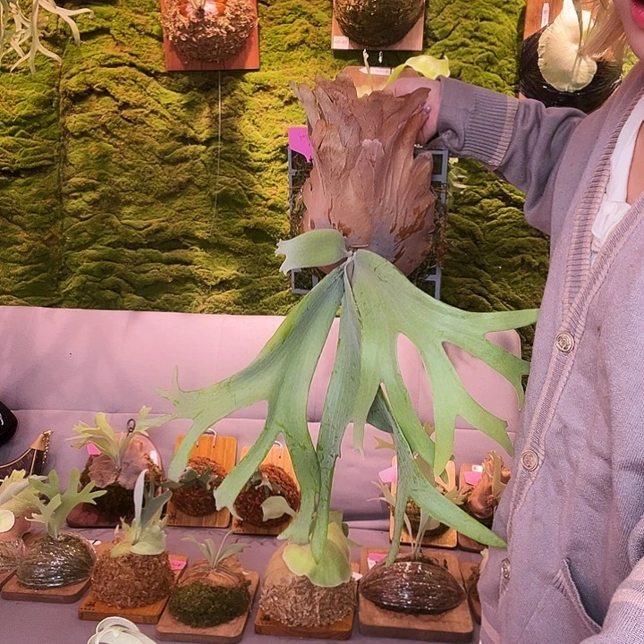 不开花植物绿龙 侧