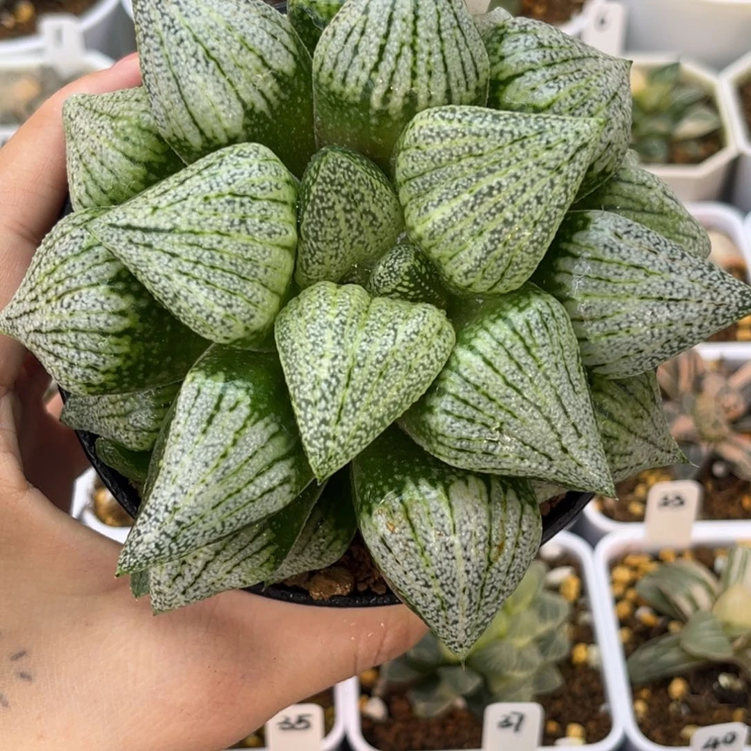 833实生白银哈哈哈哈哈哈哈