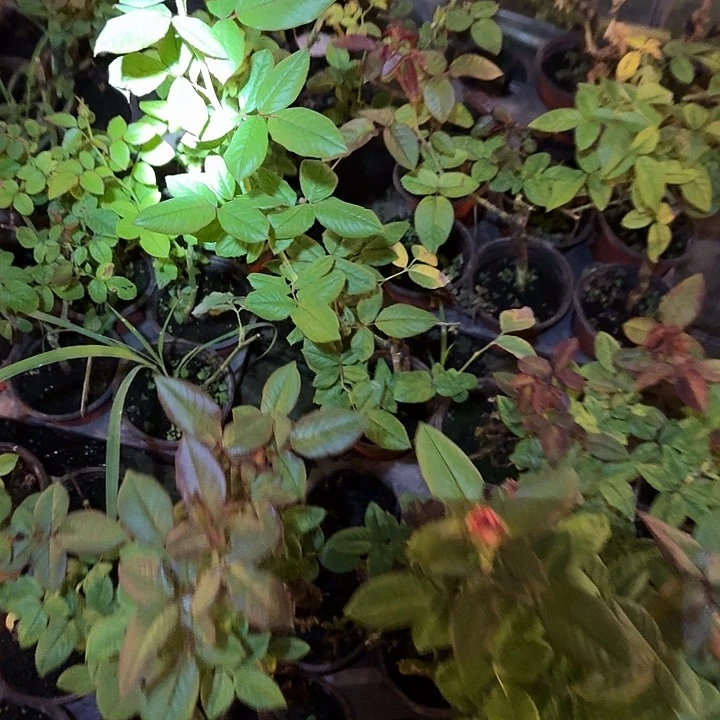 无花朵美丽漩涡小苗