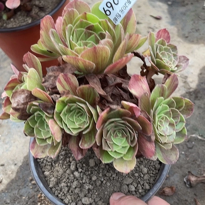 269花月夜多肉植物法师