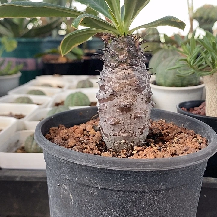 瓶干麒麟，一物一拍