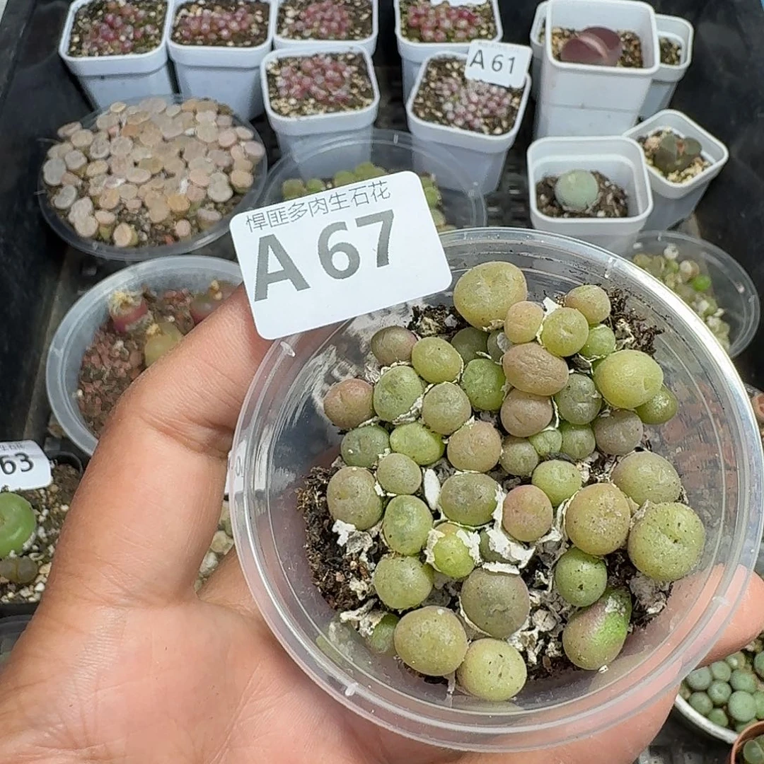 67多肉植物多肉植物