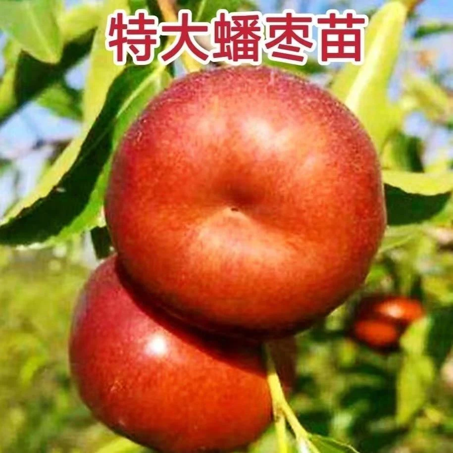 蟠枣苗树精品枣树苗耐寒大果盆栽地栽南北方庭院种植