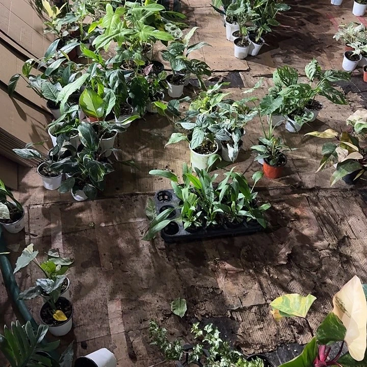 无花朵3颗随机植物绿植不包叶损