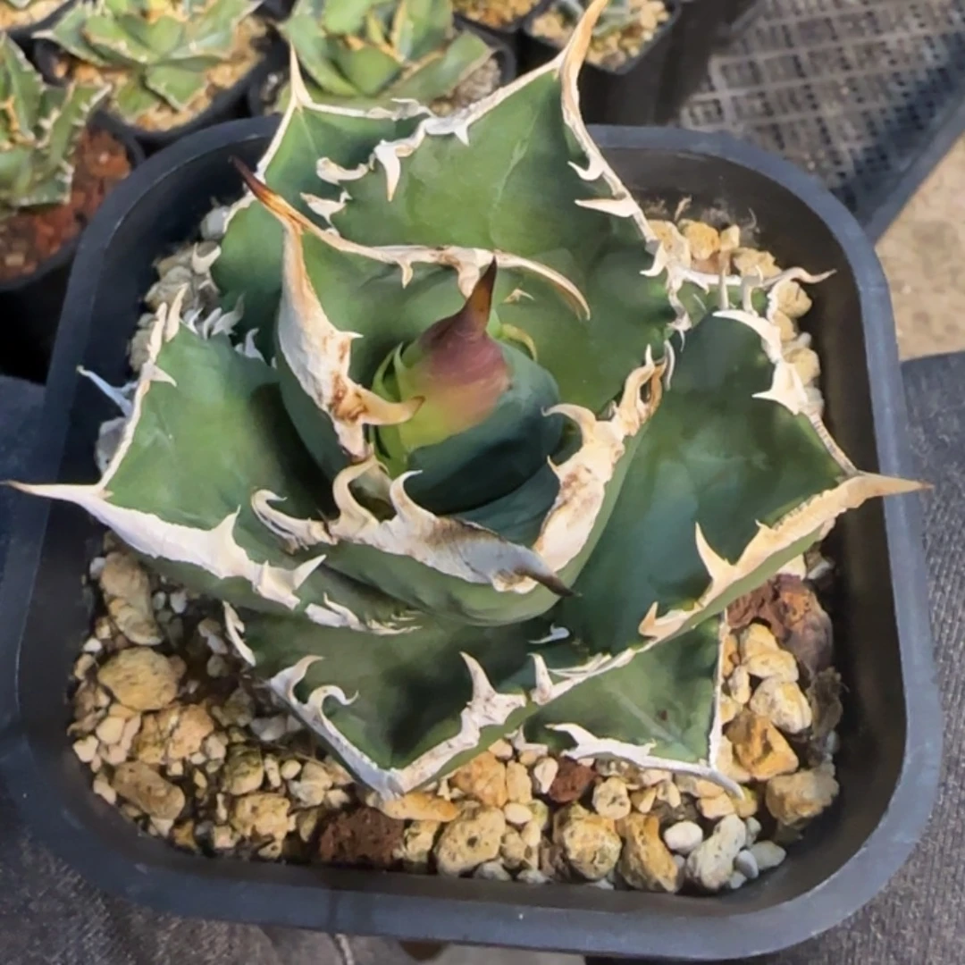 立可白仁王冠龙舌兰2