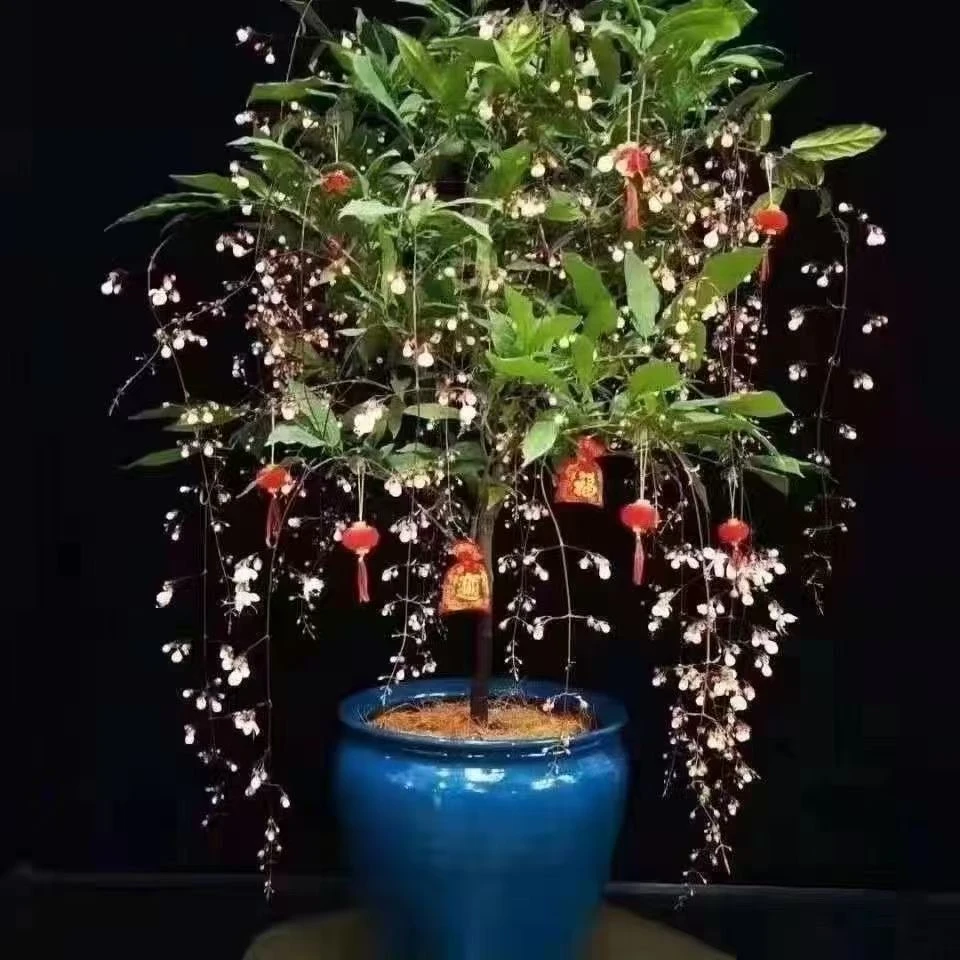 垂丝茉莉花盆栽带花苞阳台客厅室内好养易活四季开花绿植物大优选
