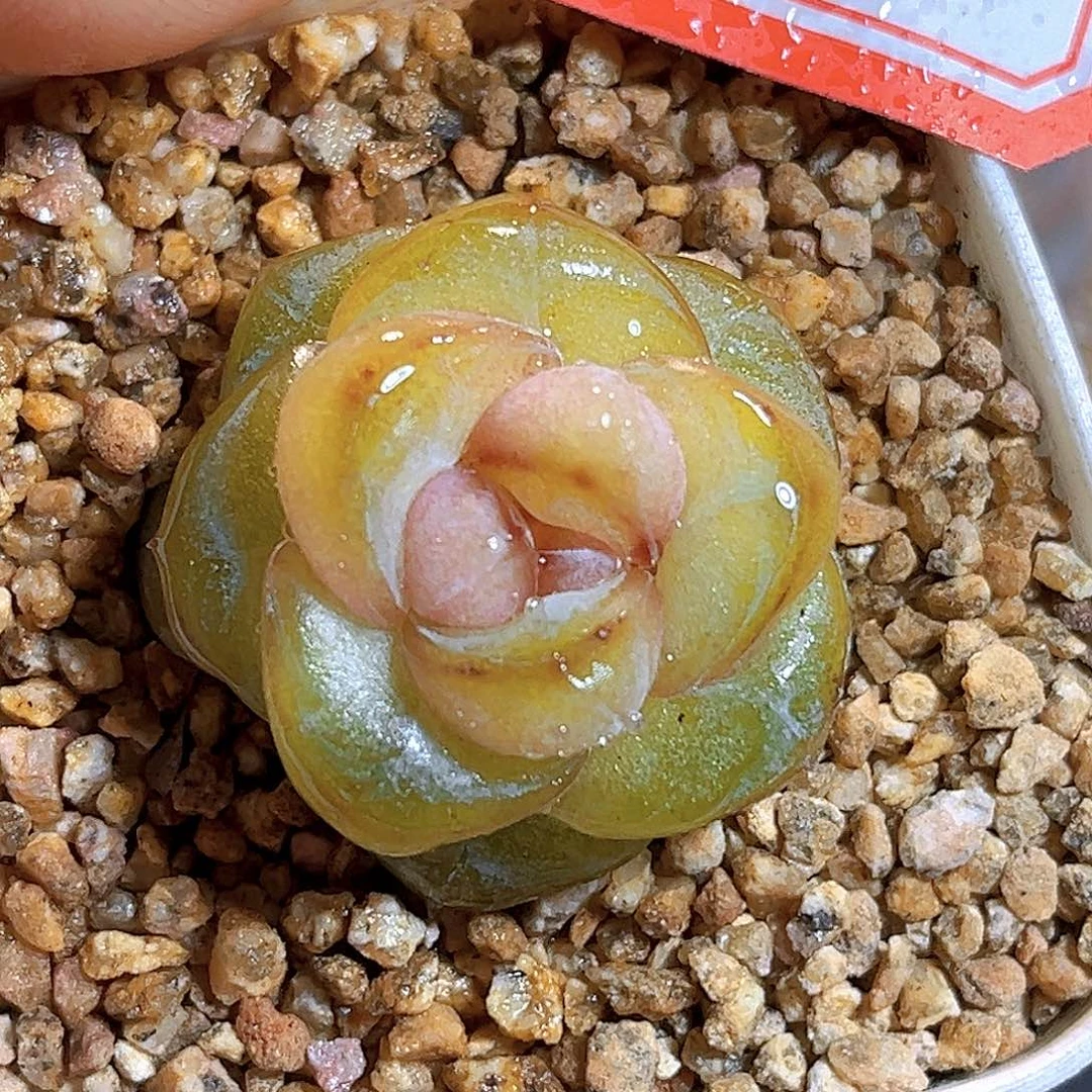 G330 一物一拍多肉 孤品