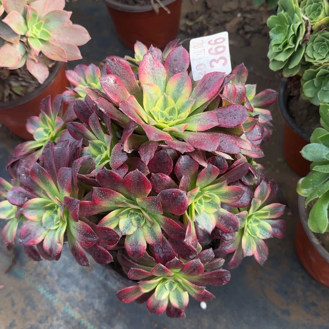 安娜366满20包邮断枝不包