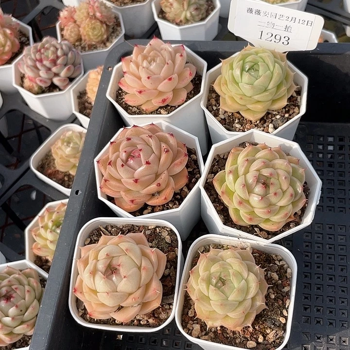 薇薇安园艺多肉1293