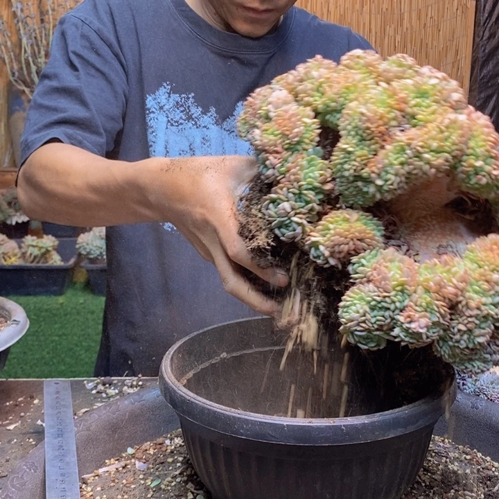 骄***豆320号号白胖子多肉植物