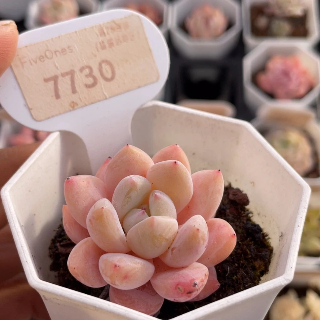 Op冰玉7730-4.0厘米