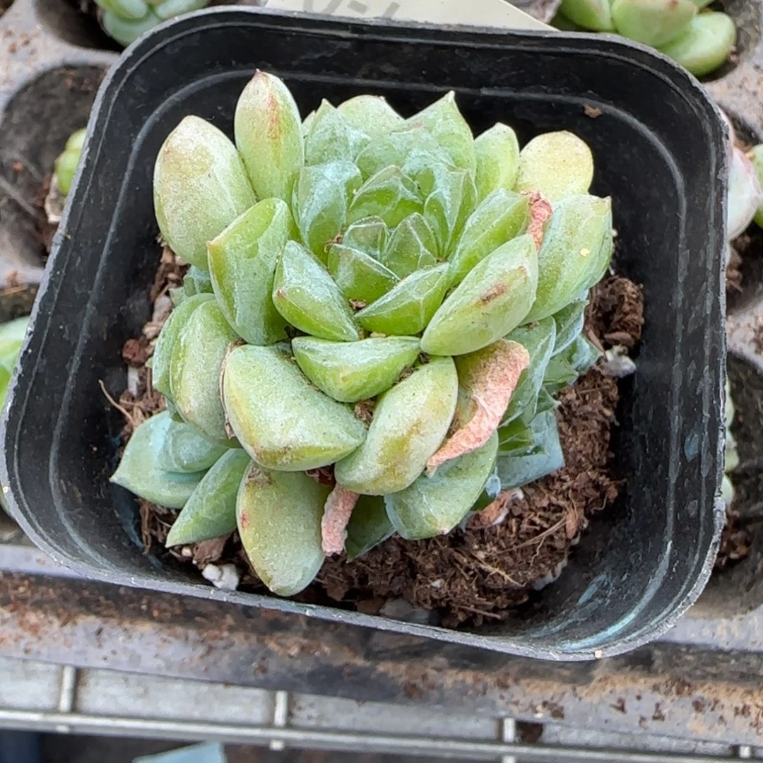 小卡拉米糖心一物一拍