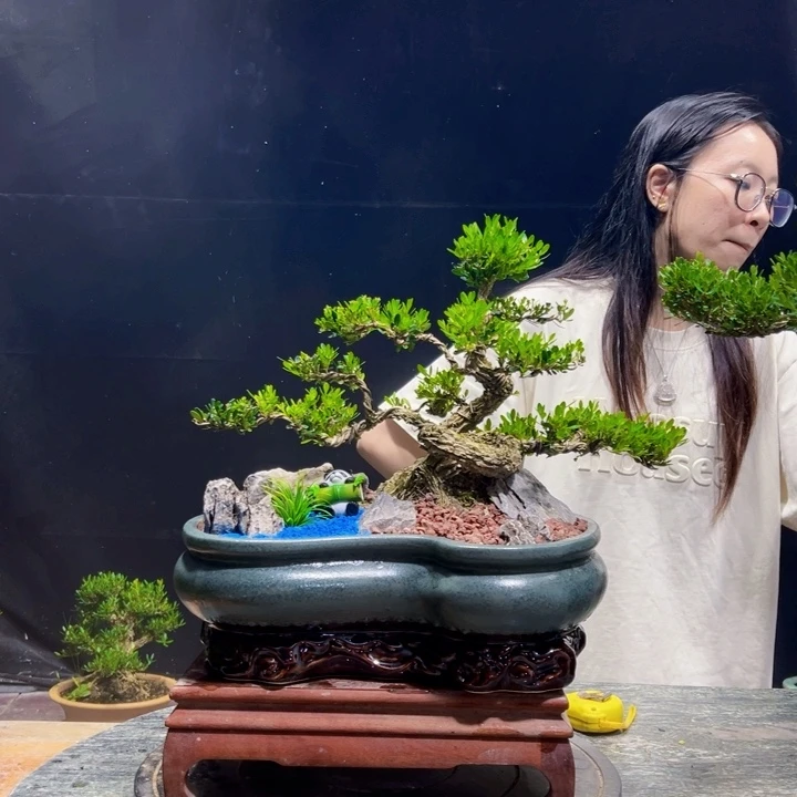 无花朵黄杨盆景四季常绿