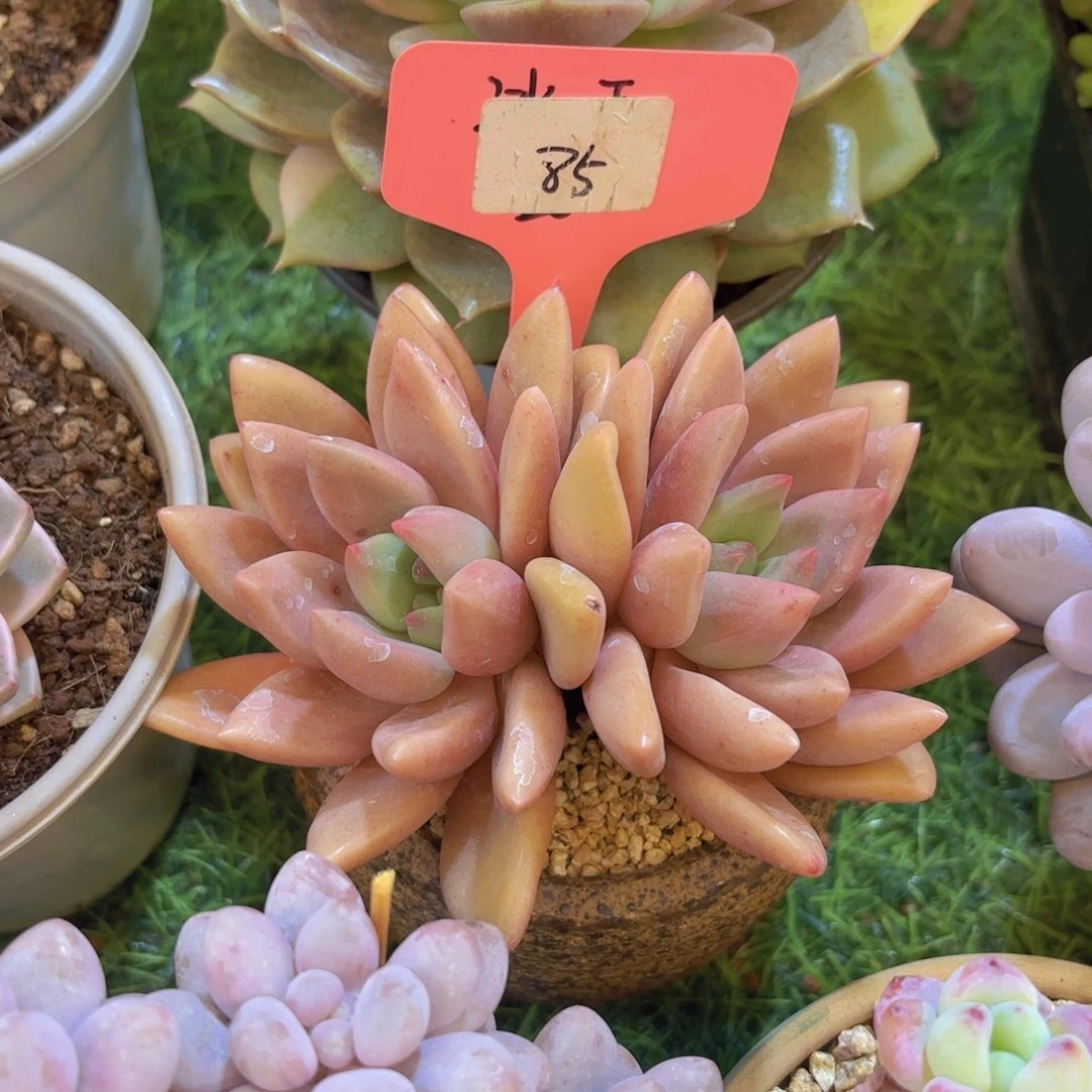 一****云南金致家精品多肉