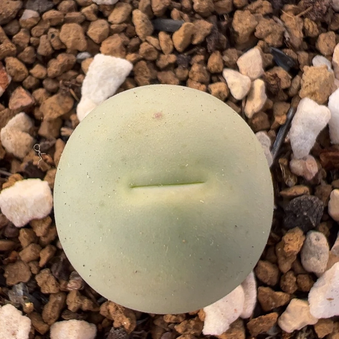 61多肉植物百科植物