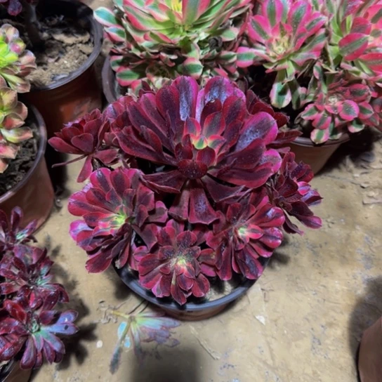 美杜莎12.8多肉植物