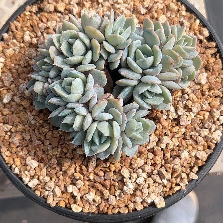 【闪购商品】提拉米苏树