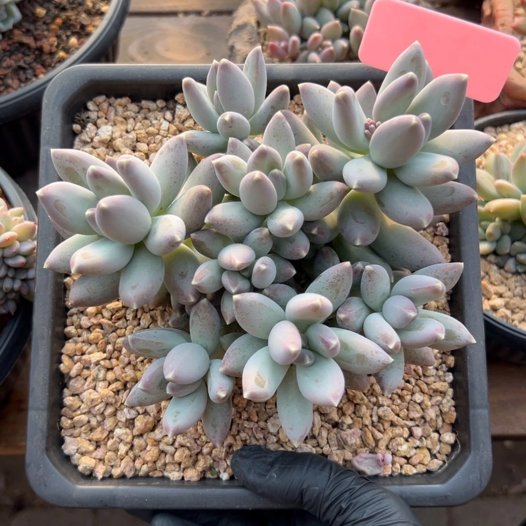 松果美人11111111111111111