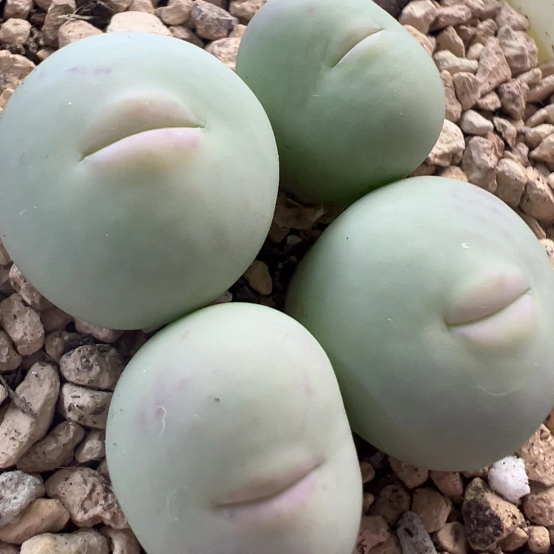 1545v嘴 肉锥植物