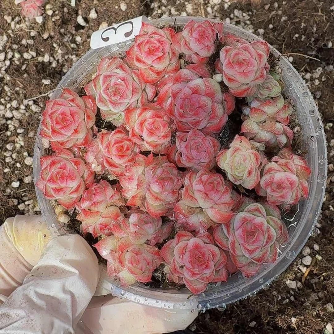 多肉植物多肉植物381