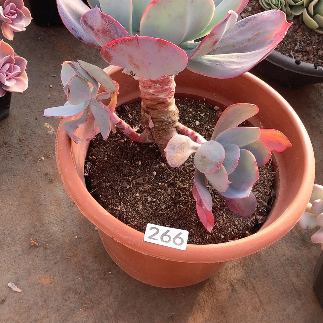 266 一物一拍多肉